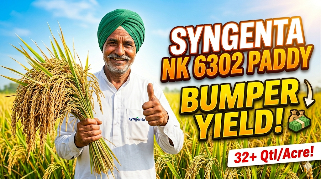 syngenta-nk-6302-paddy-farming-guide-hindi