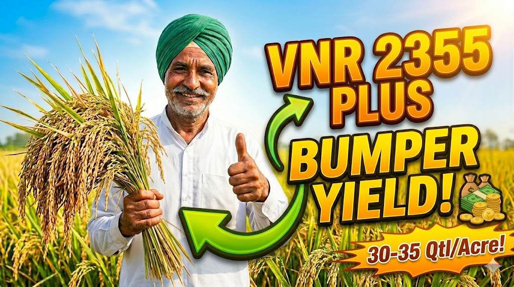 vnr-2355-plus-paddy-farming-guide