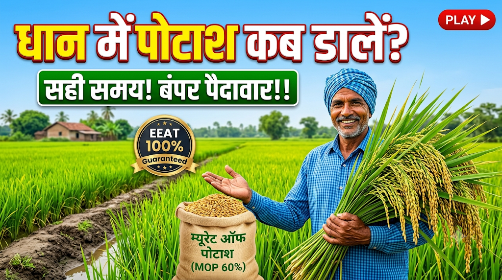 dhan-me-potash-kab-dale-sahi-samay-aur-matra