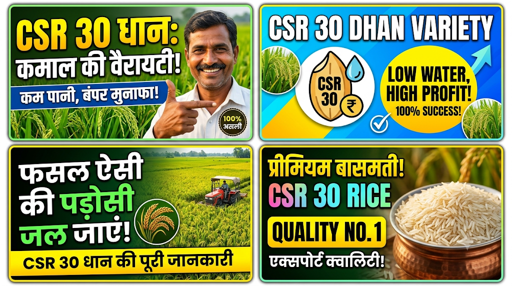 csr-30-dhan-variety-complete-farming-guide