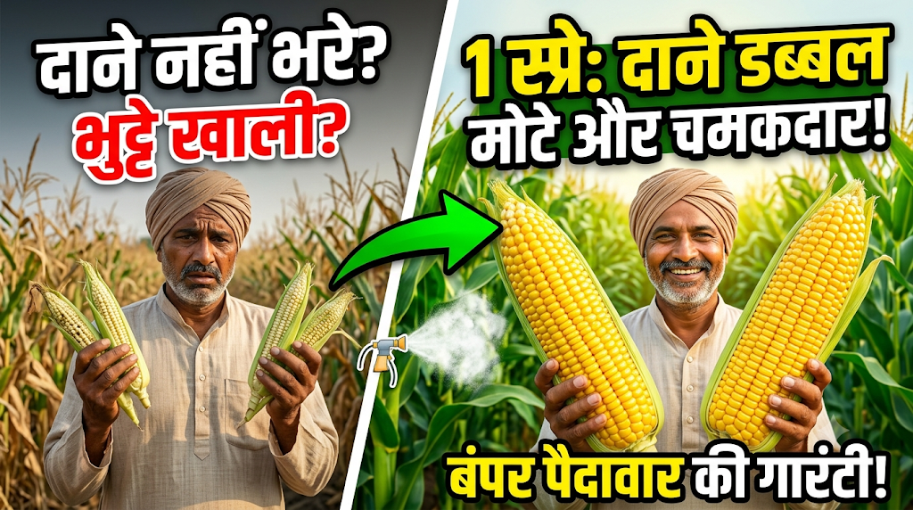 makka-dane-mota-chamakdar-best-spray-guide