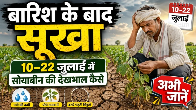 july-me-soybean-ki-dekhbhal