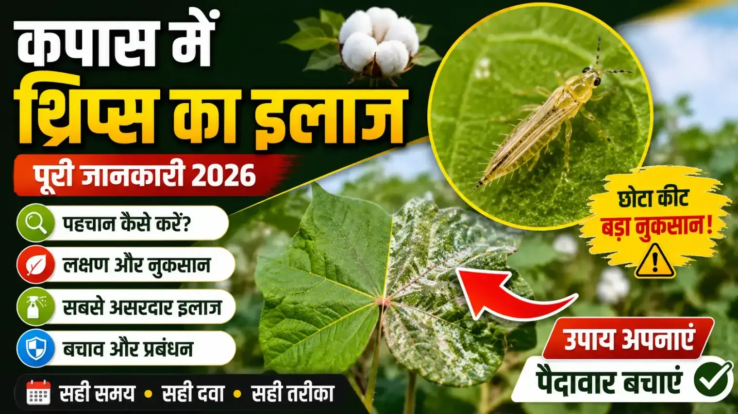 kapas-me-thrips-ka-ilaj