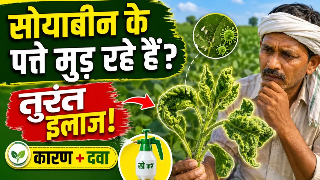 soyabean-me-patte-mudne-ka-ilaj