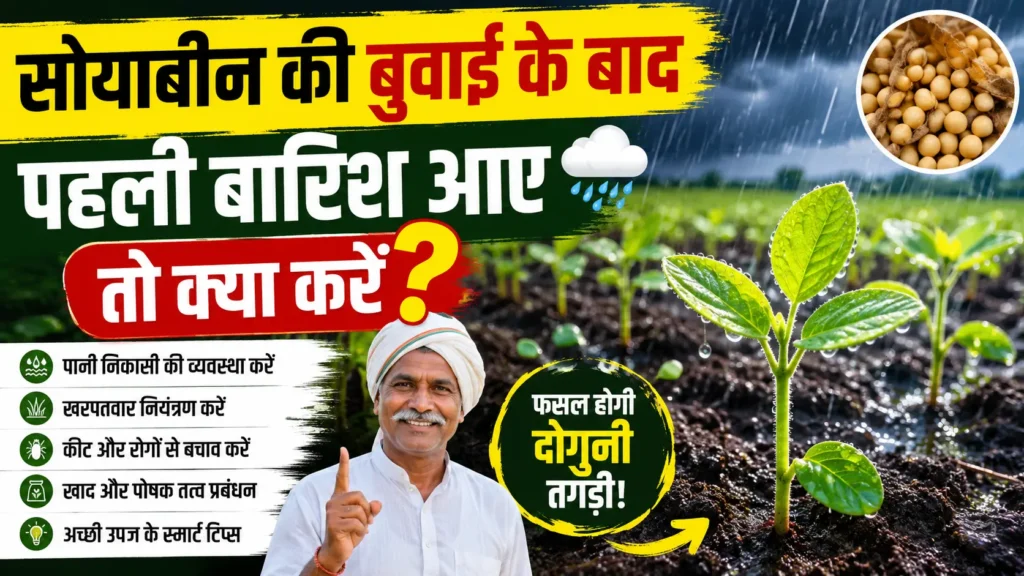 soyabean-buvai-ke-baad-pahli-barish-kya-kare