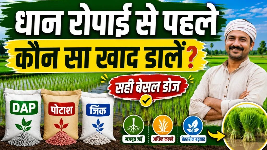 dhan-ropai-se-pahle-kaun-sa-khad-dale