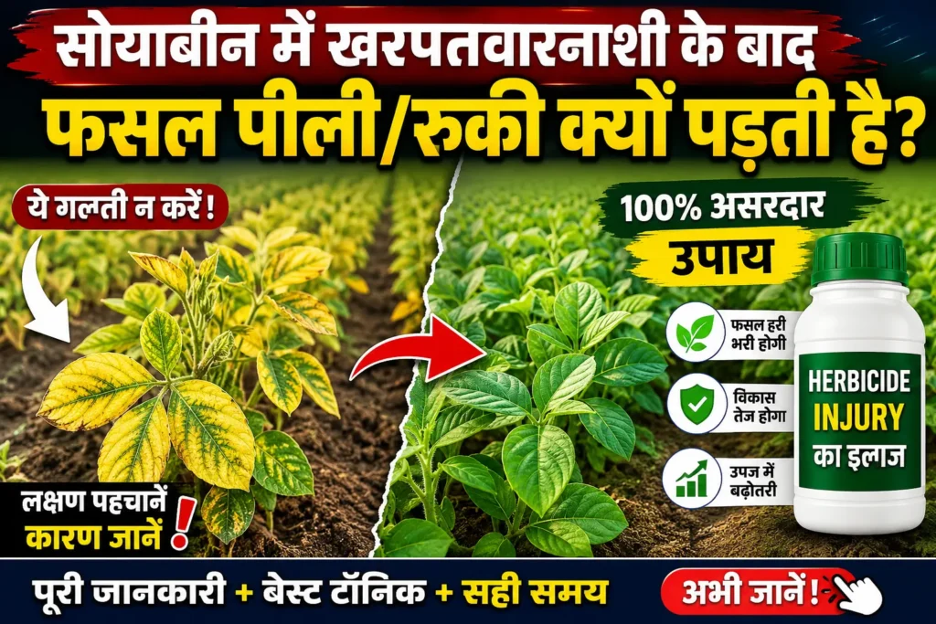 soyabean-me-herbicide-injury-ka-ilaj