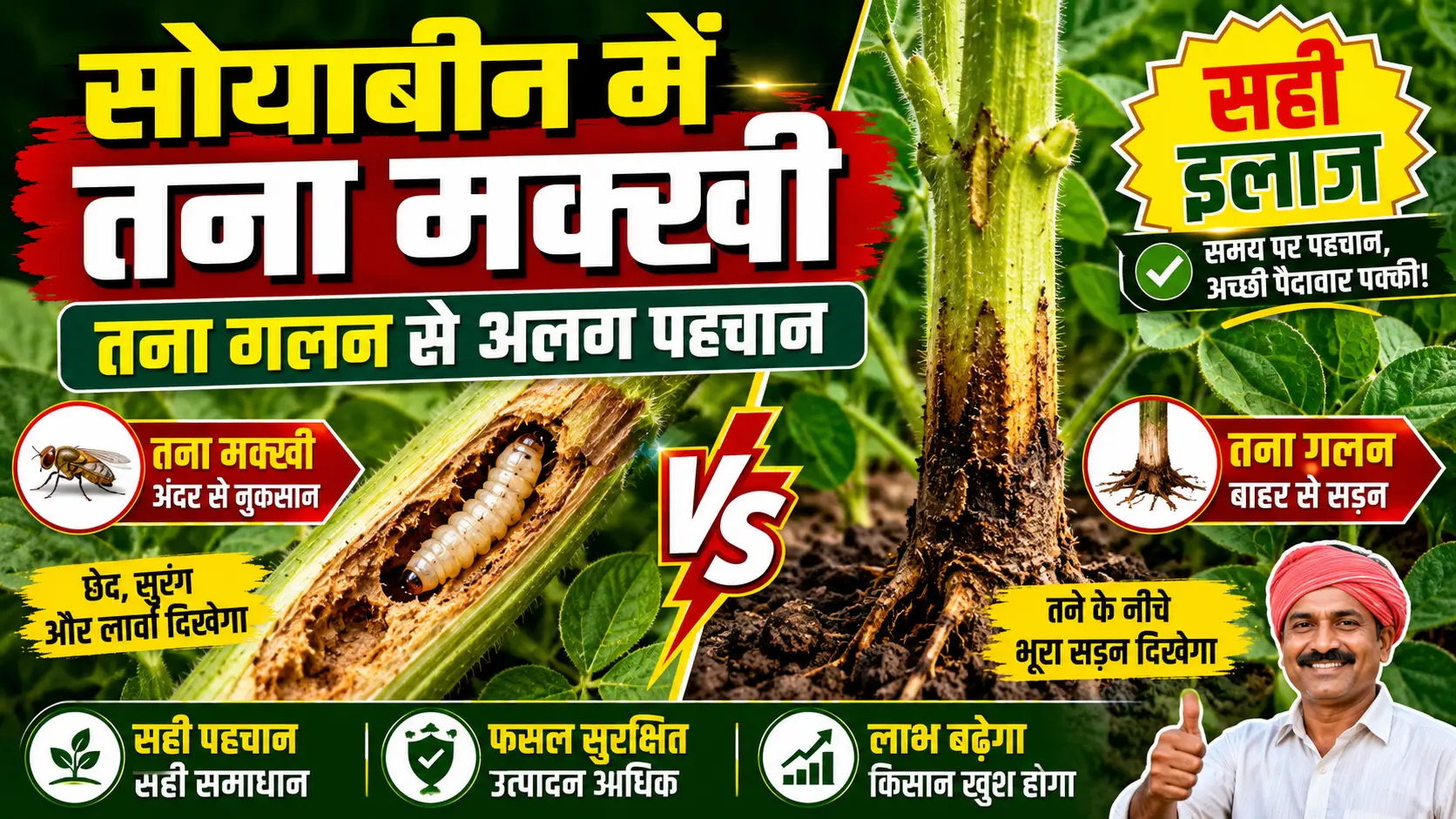 soyabean-me-tana-makkhi-stem-fly-pehchan-ilaj/