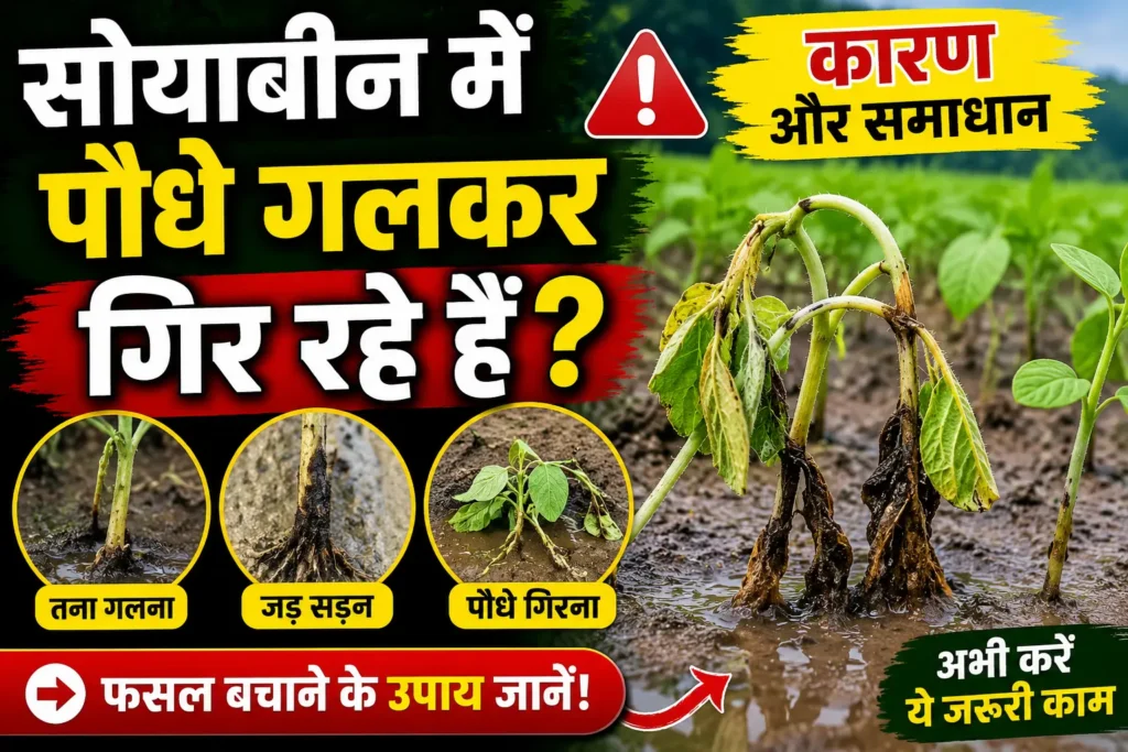 soybean-plant-rot-treatment