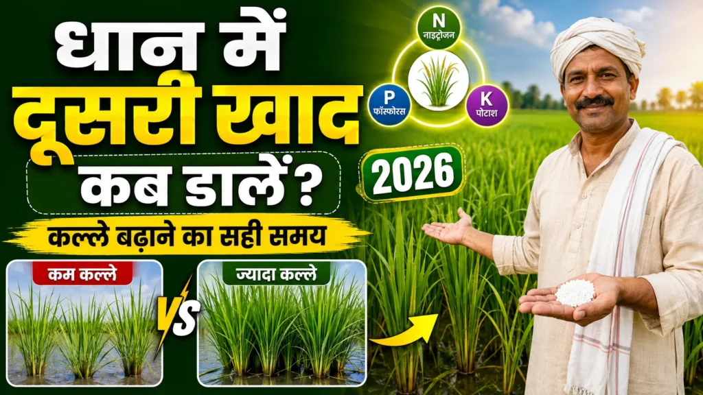 dhan-me-dusri-khad-kab-aur-kya-dale
