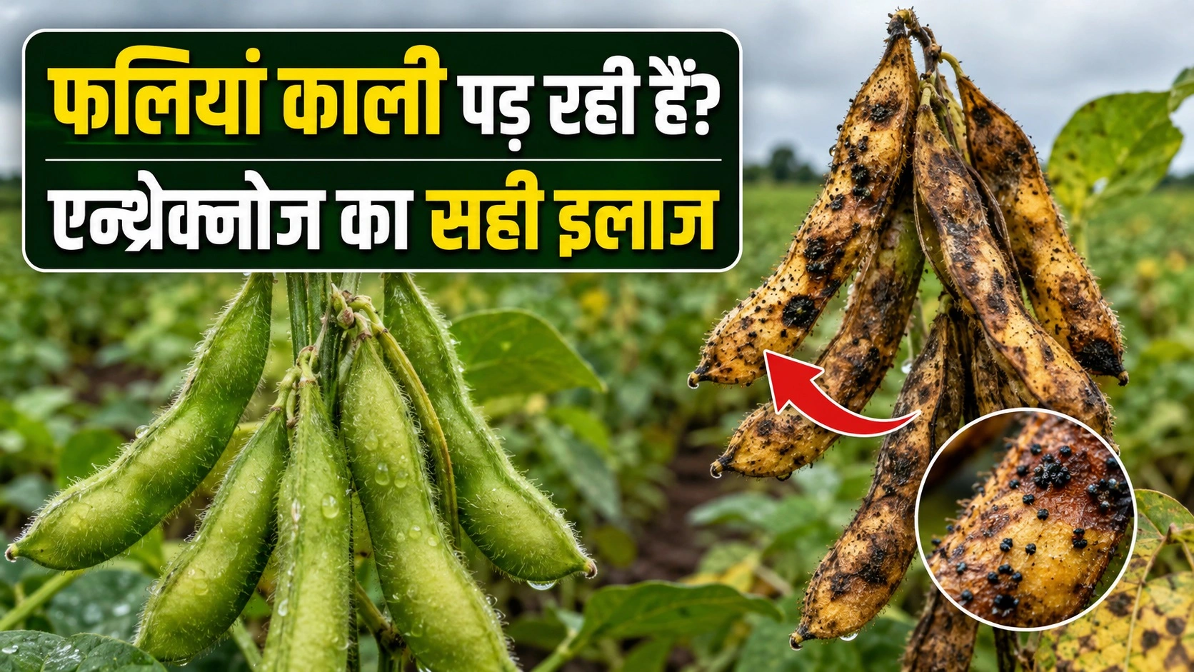 soybean-anthracnose-pod-blight-control