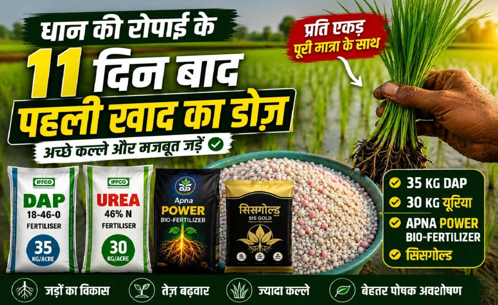 dhan-me-pahli-khad-ka-dose