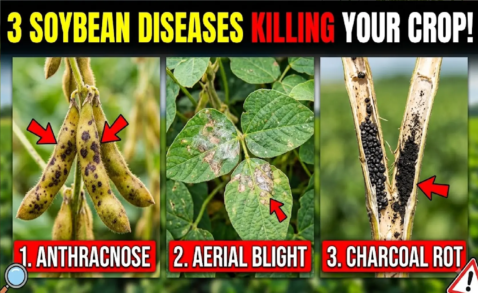 soybean-disease-identification