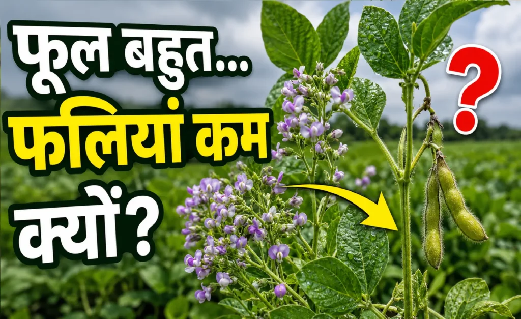 soybean-me-faliyan-kam-banane-ke-karan