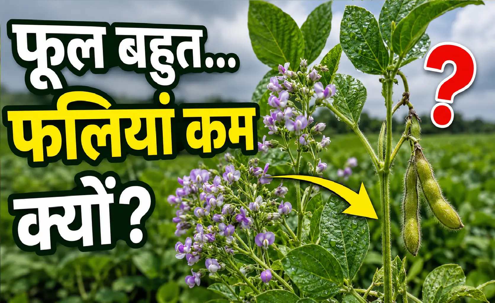 soybean-me-faliyan-kam-banane-ke-karan