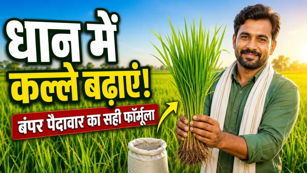 dhan-me-kalle-badhane-ki-khad