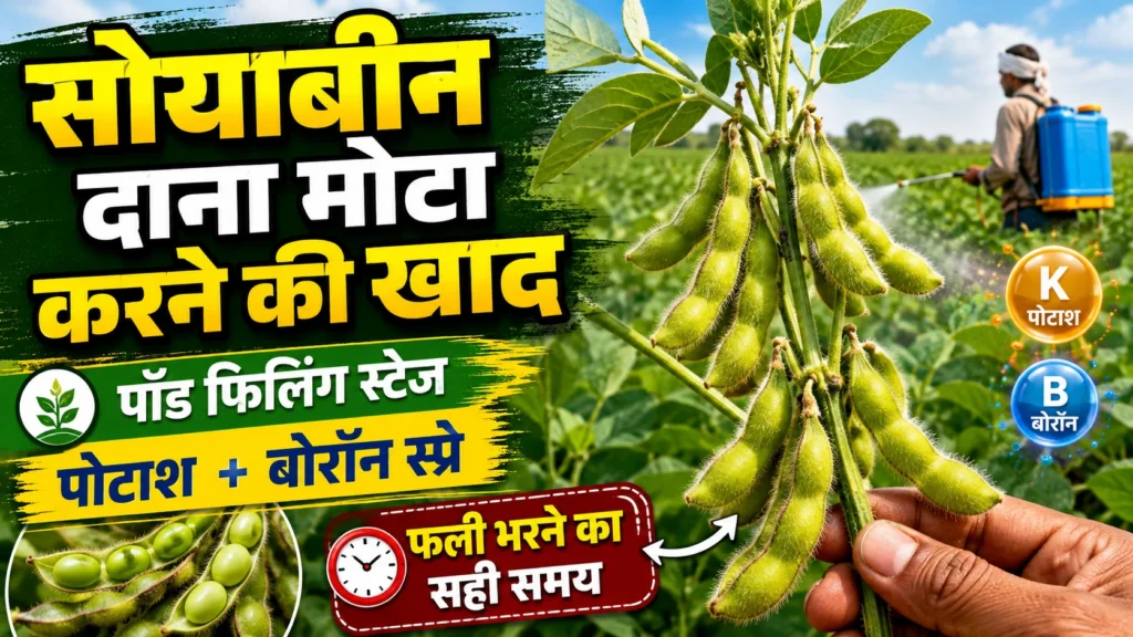 soyabean-me-fali-bharte-samay-kya-dale