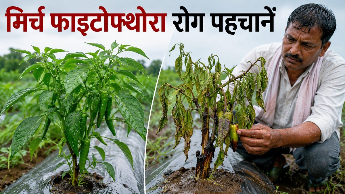 बारिश के बाद मिर्च में फाइटोफ्थोरा ब्लाइट से जड़ तना और फल सड़न की पहचान