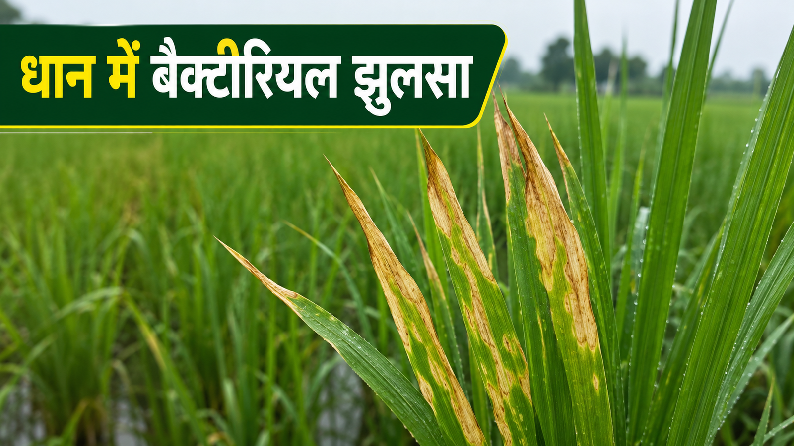 धान की पत्तियों पर बैक्टीरियल लीफ ब्लाइट के पीले-सफेद झुलसा लक्षण