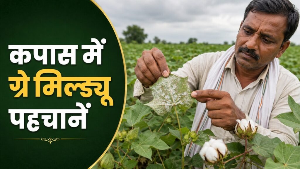 कपास की पत्ती के नीचे ग्रे मिल्ड्यू की सफेद-धूसर परत देखते भारतीय किसान