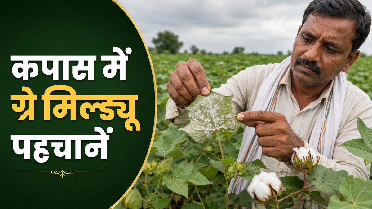 कपास की पत्ती के नीचे ग्रे मिल्ड्यू की सफेद-धूसर परत देखते भारतीय किसान