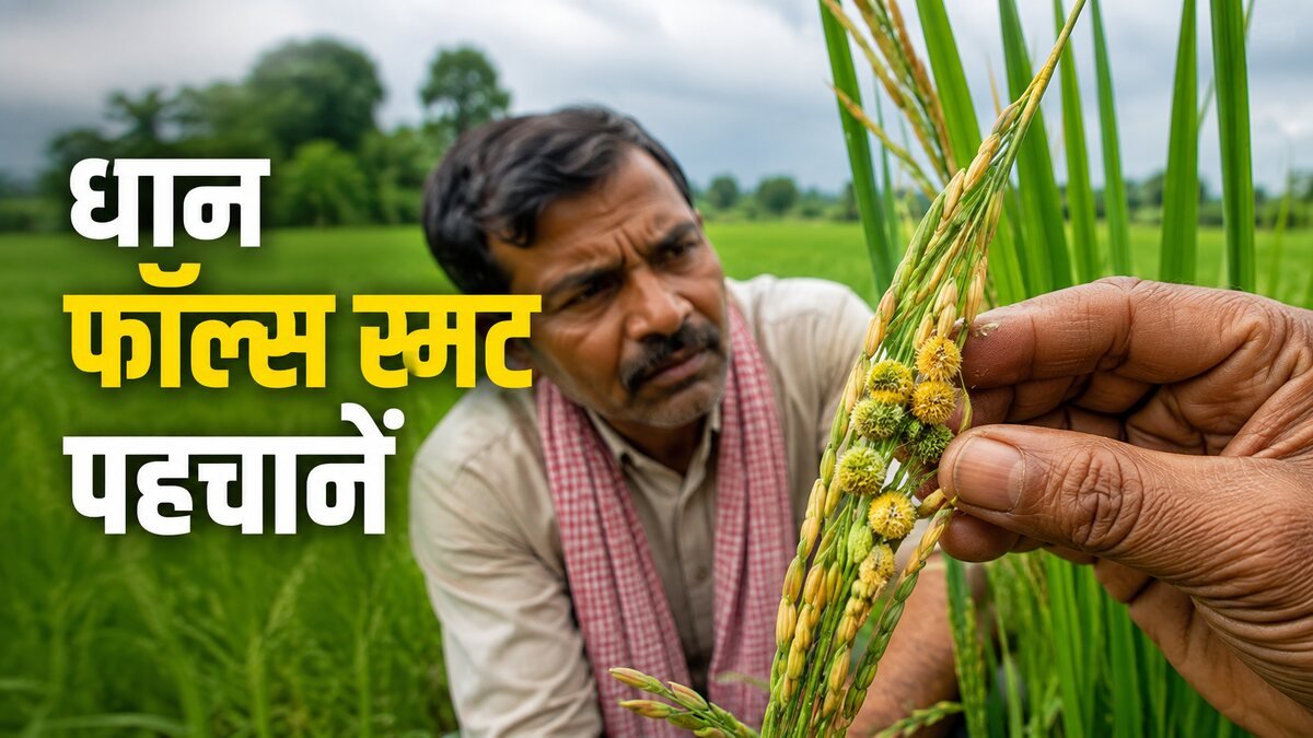 धान की बाली में पीले-हरे फॉल्स स्मट गोले पहचानता किसान