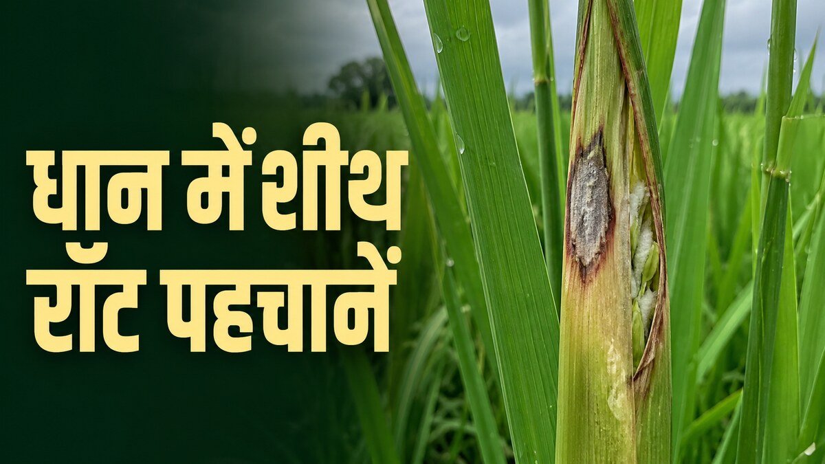 धान में शीथ रॉट से प्रभावित ऊपरी पत्ती आवरण और अधूरी निकली बाली