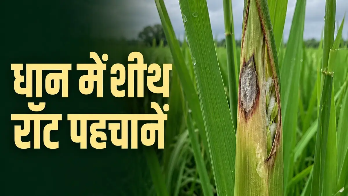 धान में शीथ रॉट से प्रभावित ऊपरी पत्ती आवरण और अधूरी निकली बाली