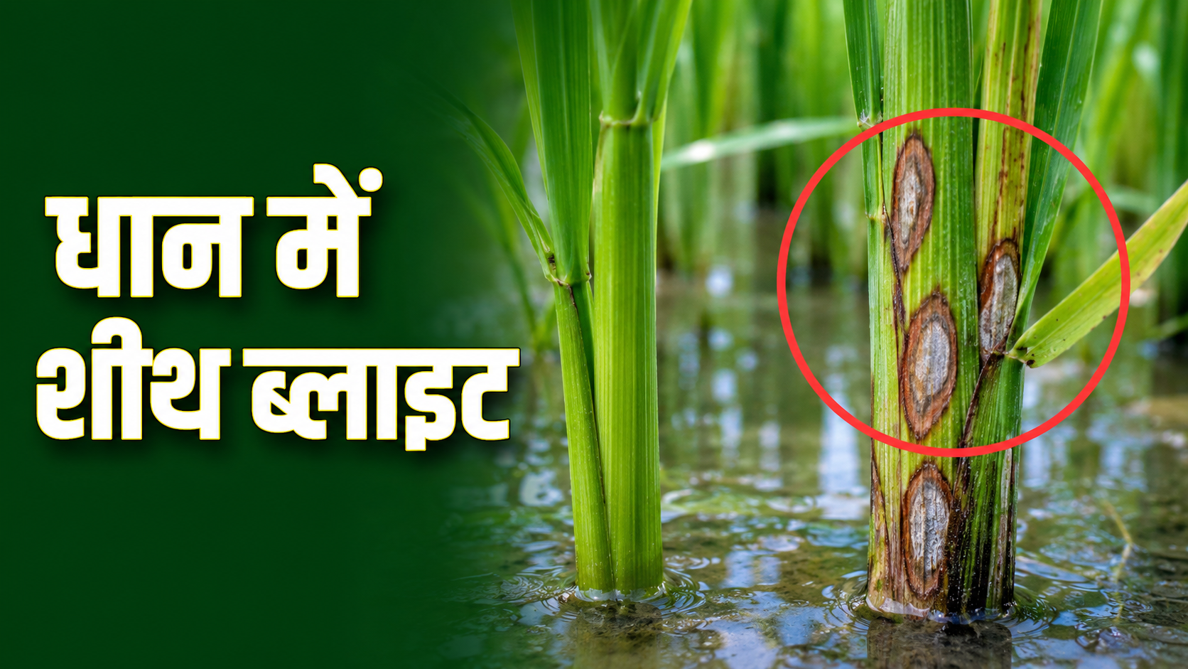 धान में शीथ ब्लाइट के लक्षण—म्यान पर धूसर-सफेद धब्बे