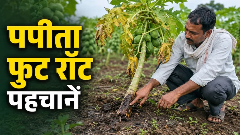बारिश के बाद पपीते के तने के आधार पर फुट रॉट का काला सड़ाव देखते भारतीय किसान
