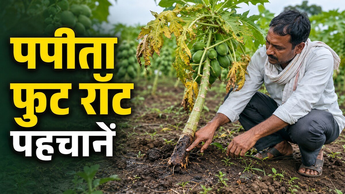 बारिश के बाद पपीते के तने के आधार पर फुट रॉट का काला सड़ाव देखते भारतीय किसान