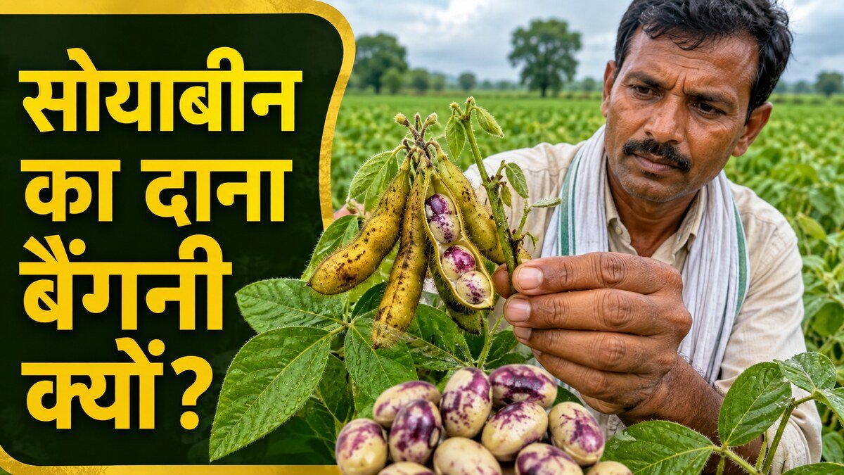 सोयाबीन की फली में Purple Seed Stain से बैंगनी धब्बों वाले दाने देखते किसान