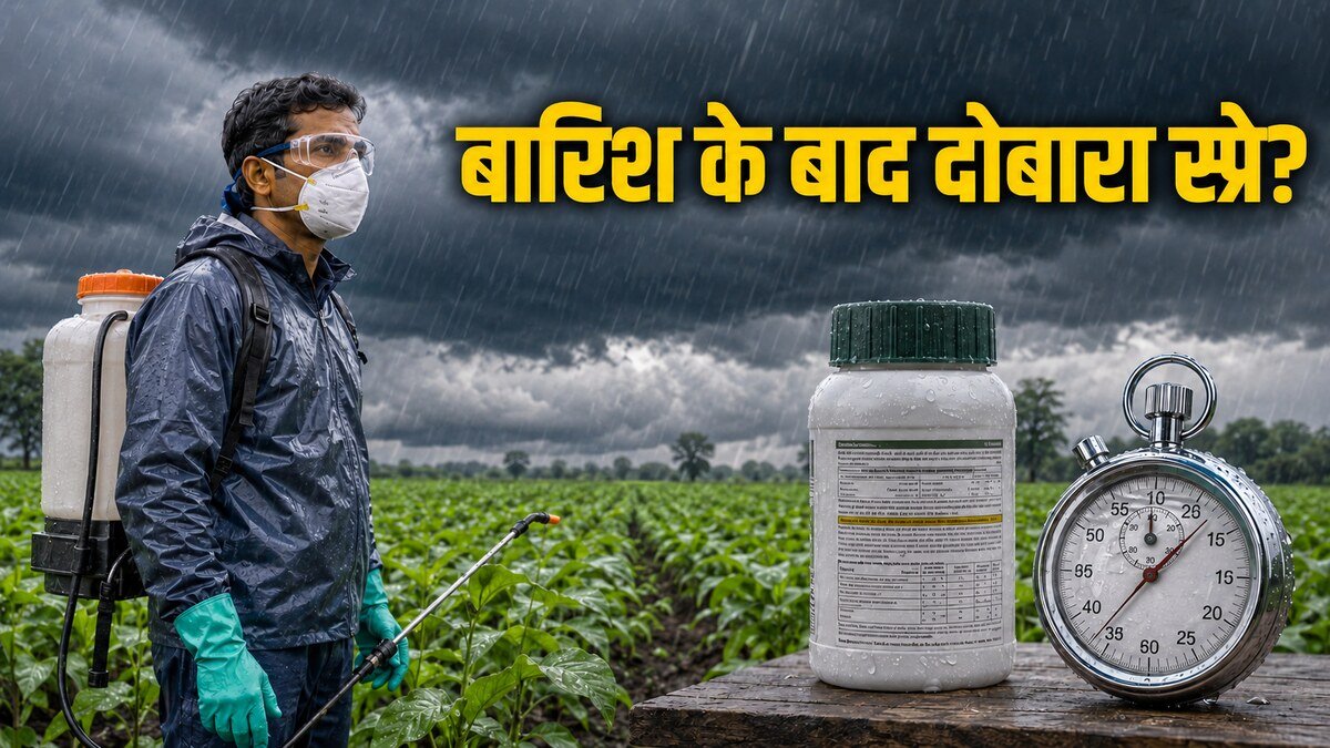 बारिश के बाद दोबारा स्प्रे करने से पहले rainfast समय और product label देखते किसान